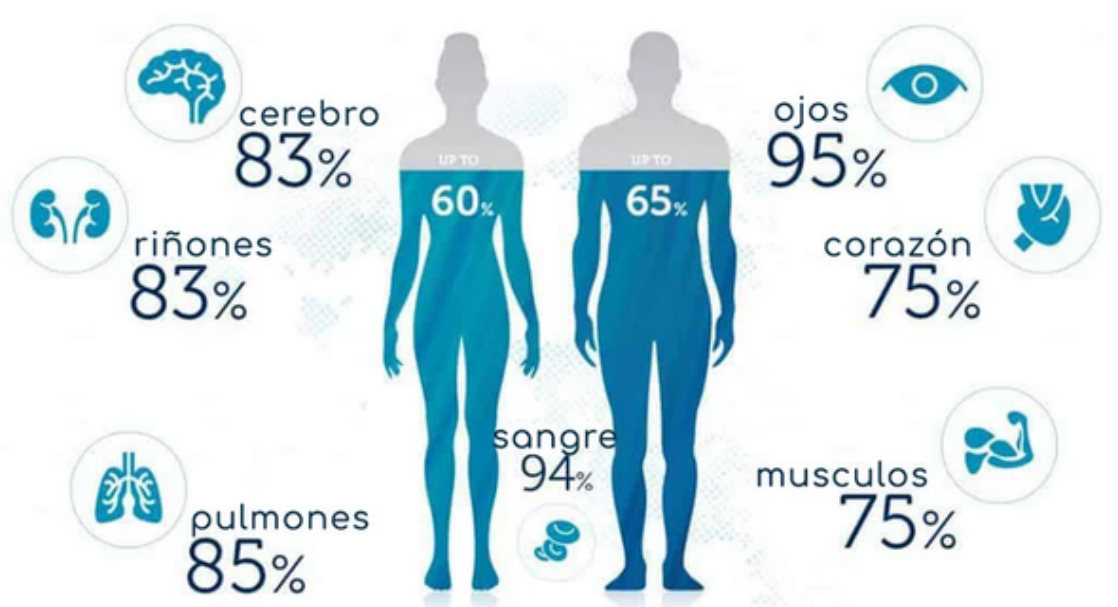 silueta de mujer y hombre con información de porcentajes de agua de partes del cuerpo, con tonos azules y blancos